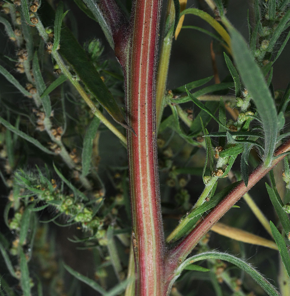 Flora of Eastern Washington Image: Bassia scoparia