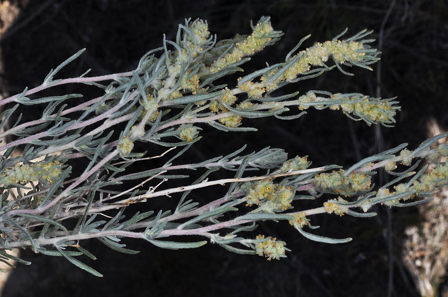 Flora of Eastern Washington Image: Krascheninnikovia lanata