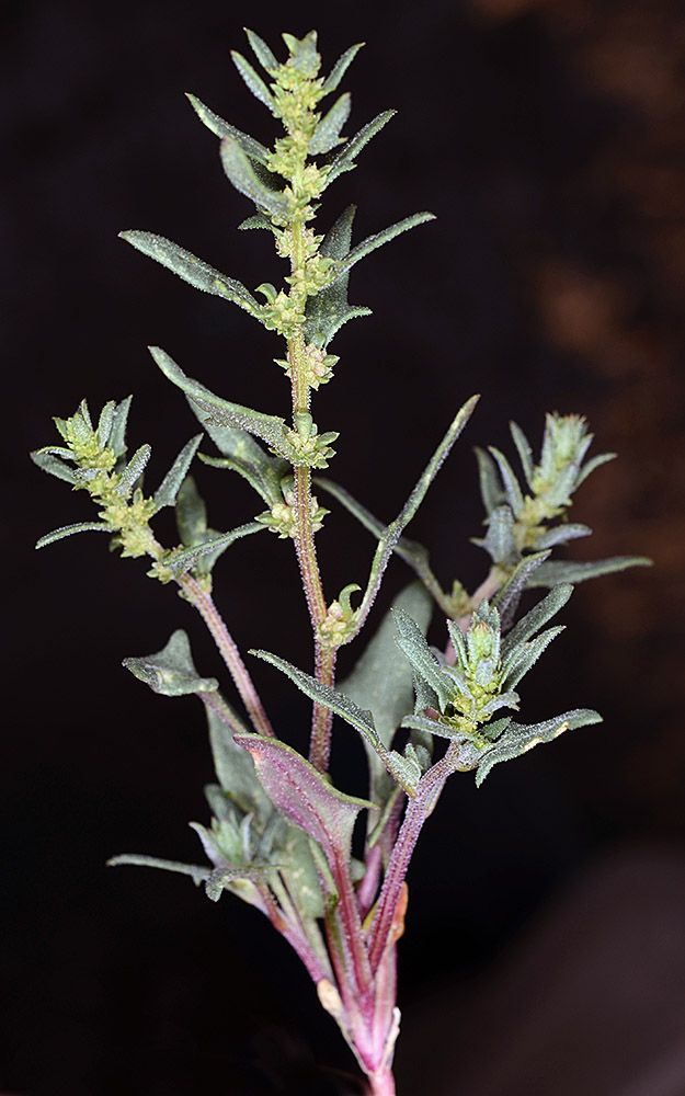 Flora of Eastern Washington Image: Blitum nuttallianum