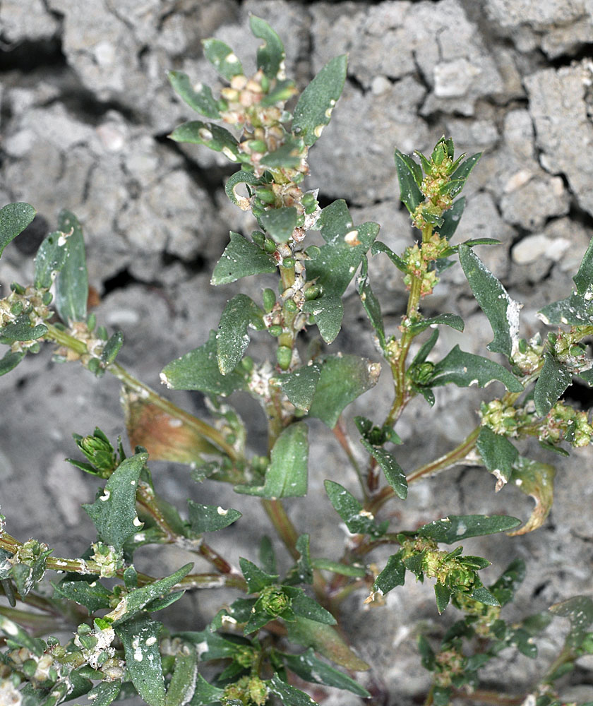 Flora of Eastern Washington Image: Monolepis nuttalliana