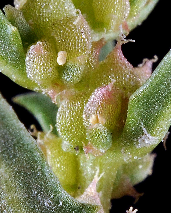 Flora of Eastern Washington Image: Monolepis nuttalliana