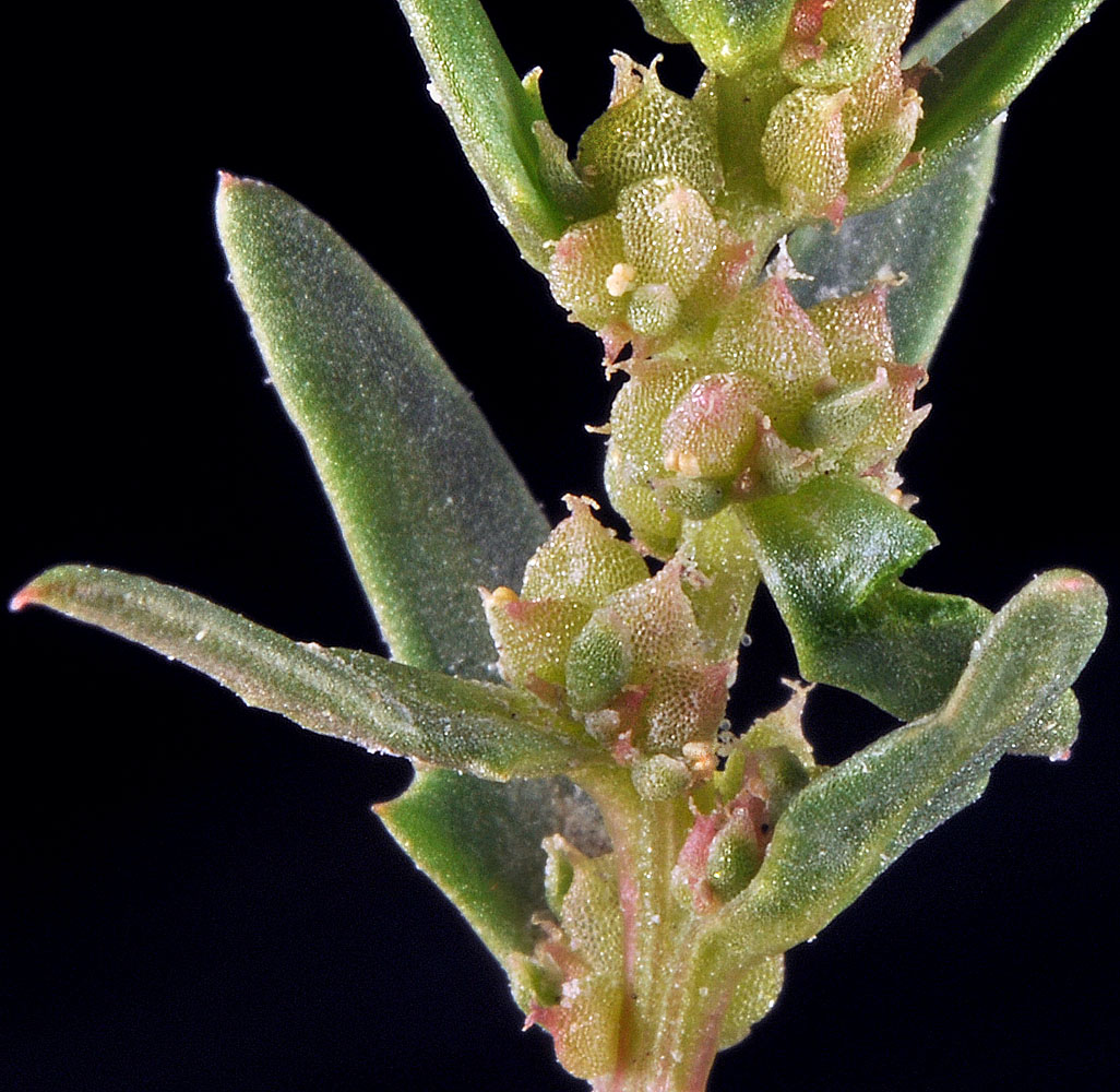 Flora of Eastern Washington Image: Blitum nuttallianum