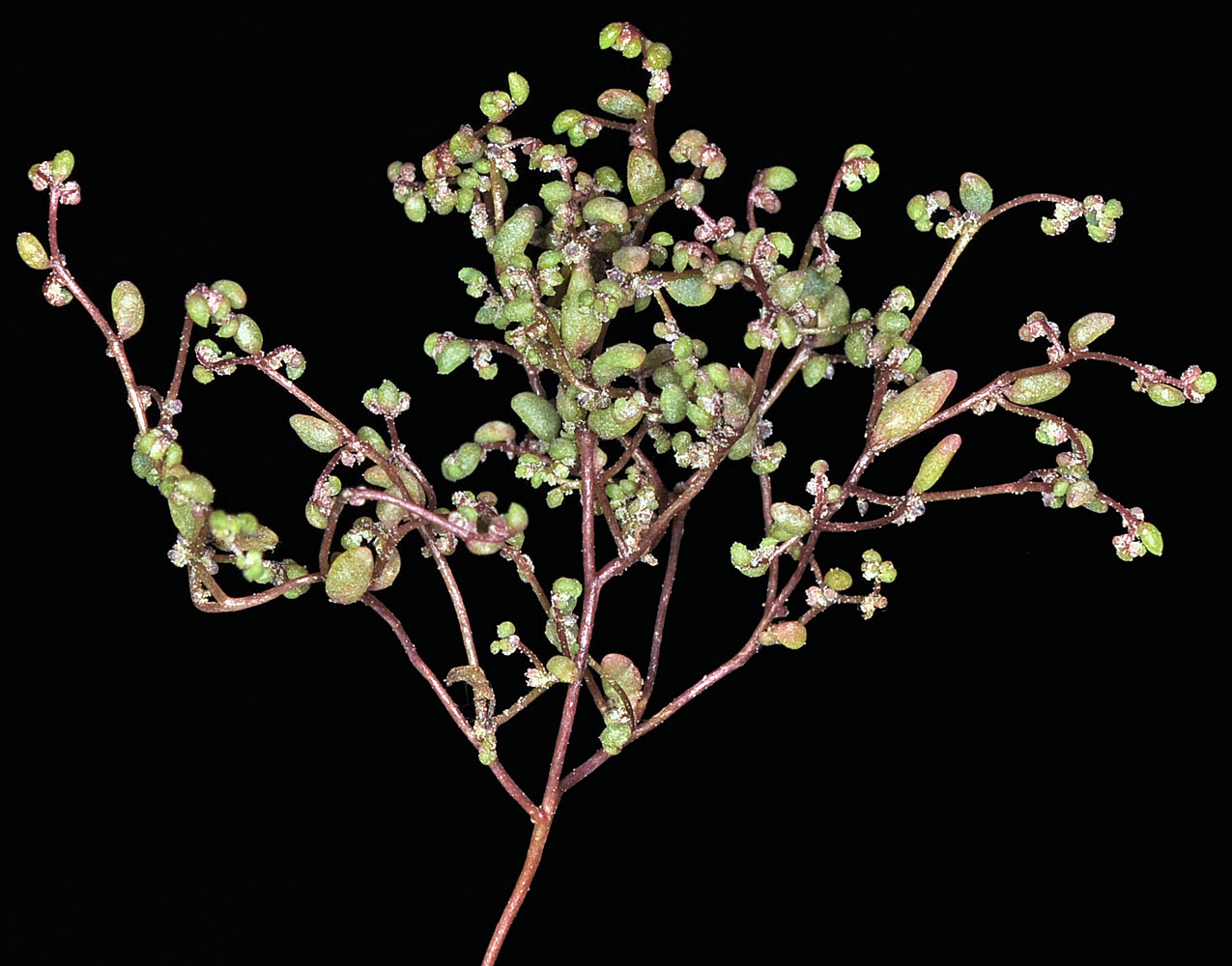 Flora of Eastern Washington Image: Micromonolepis pusilla