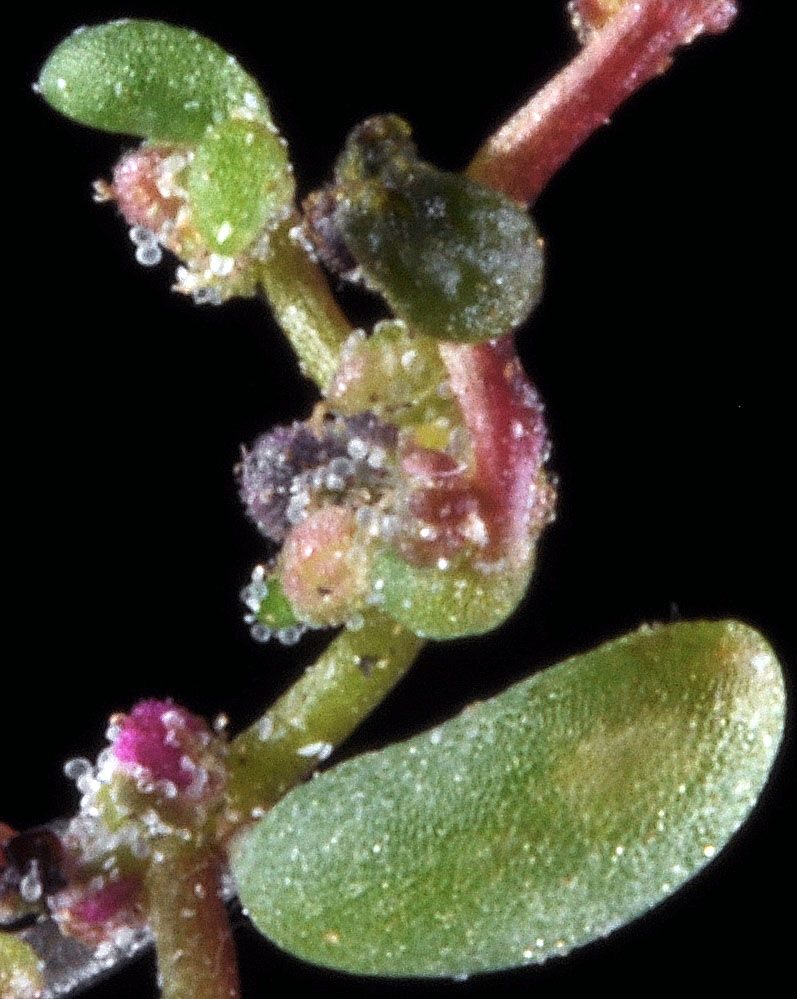 Flora of Eastern Washington Image: Micromonolepis pusilla