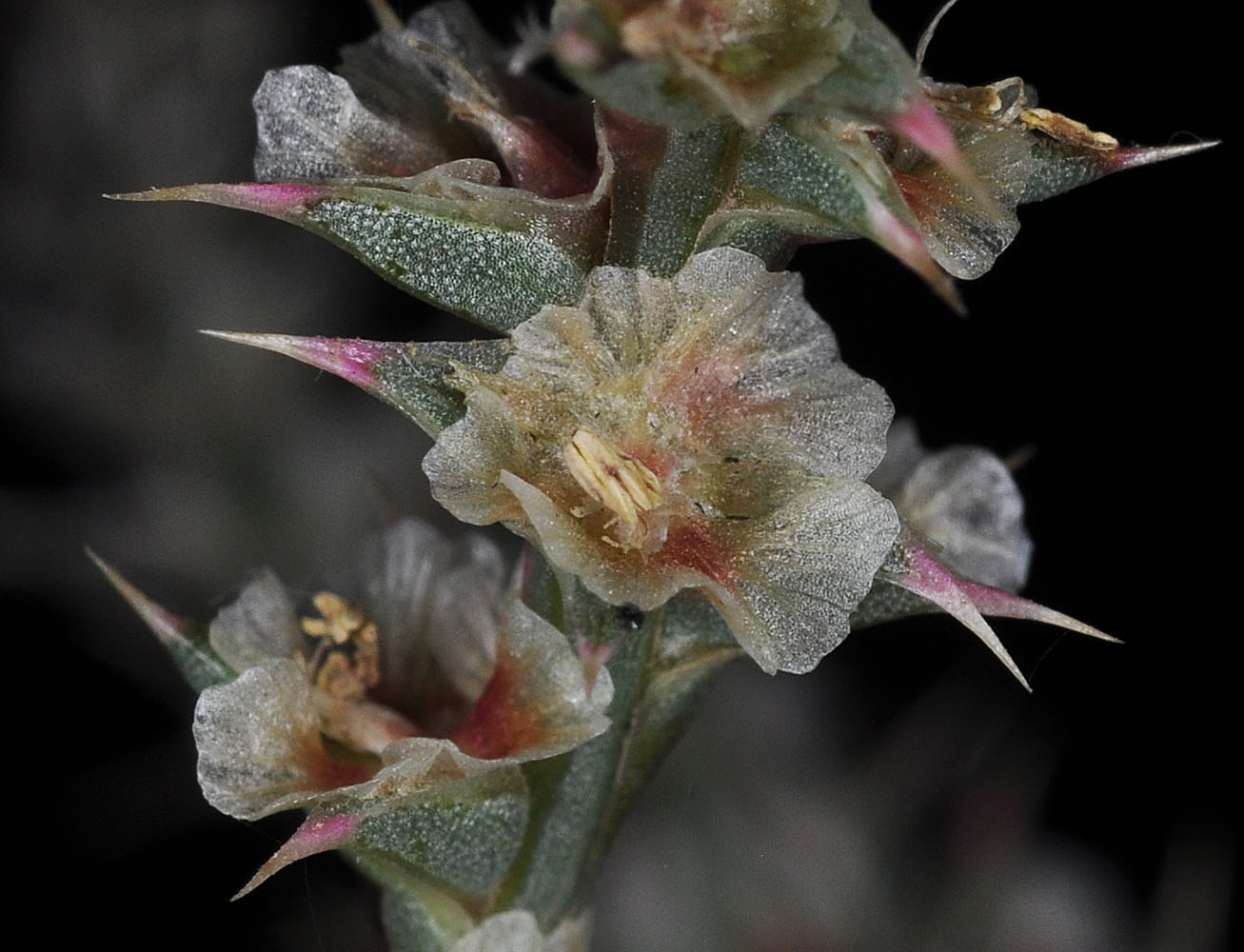 Flora of Eastern Washington Image: Salsola tragus