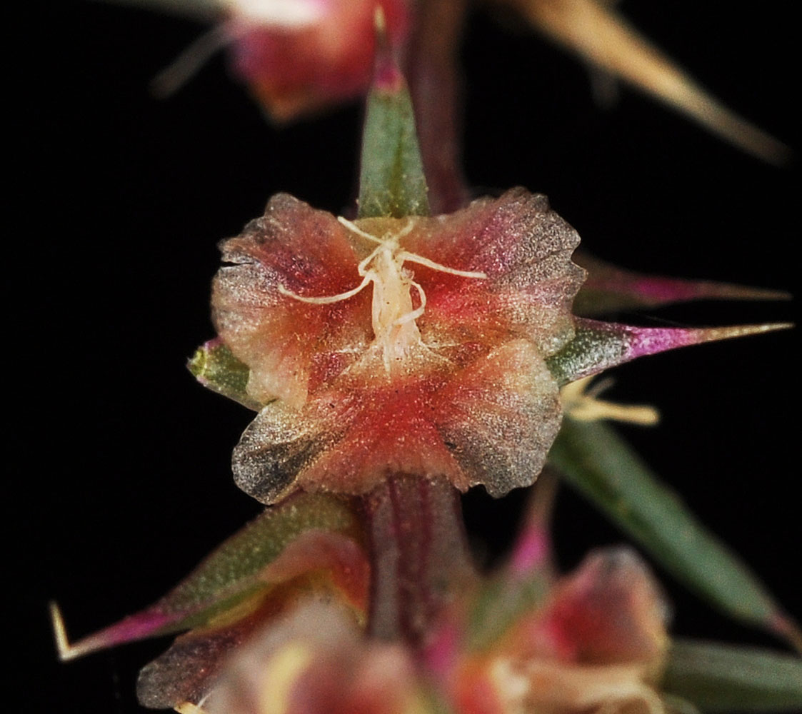 Flora of Eastern Washington Image: Salsola tragus