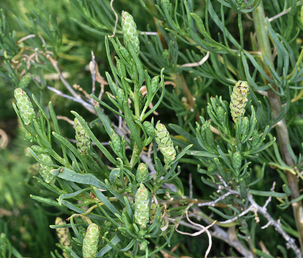 Flora of Eastern Washington Image: Sarcobatus vermiculatus