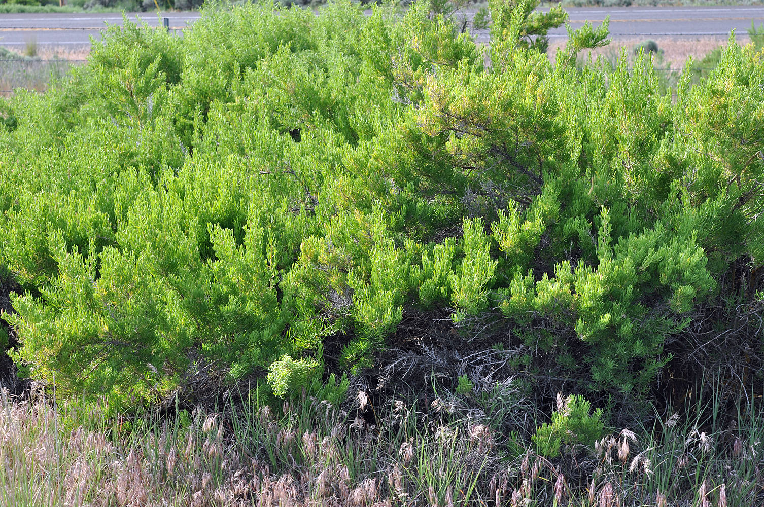 Flora of Eastern Washington Image: Sarcobatus vermiculatus