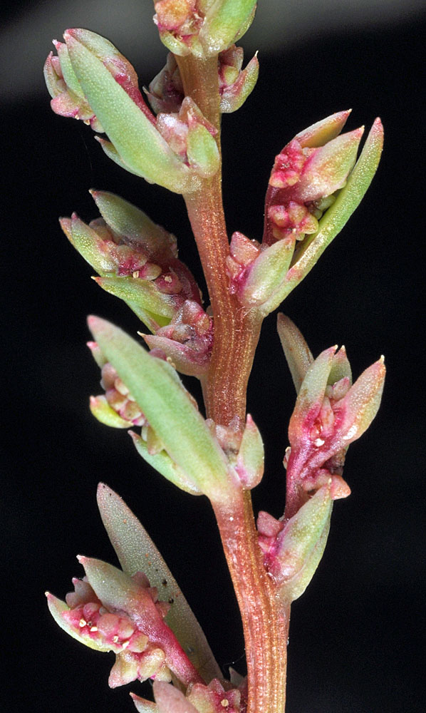 Flora of Eastern Washington Image: Suaeda calceoliformis