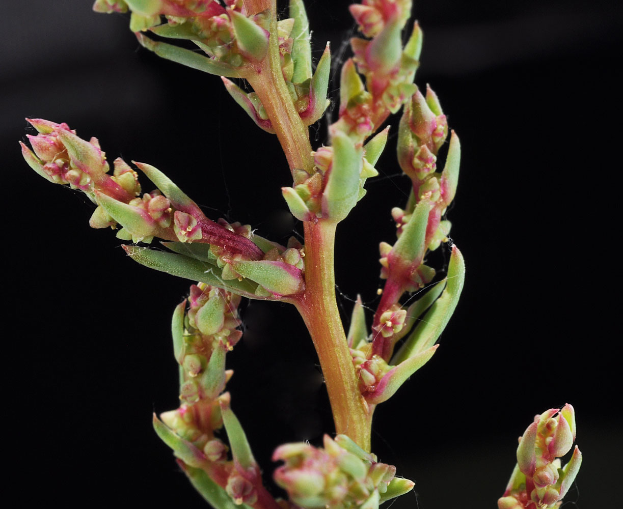 Flora of Eastern Washington Image: Suaeda calceoliformis