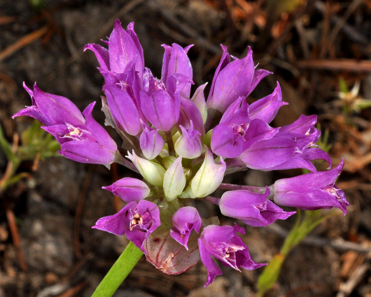 Flora of Eastern Washington Image: Allium acuminatum