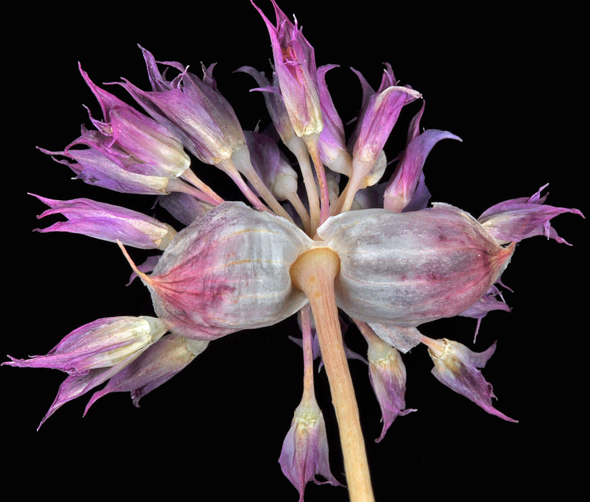 Flora of Eastern Washington Image: Allium acuminatum