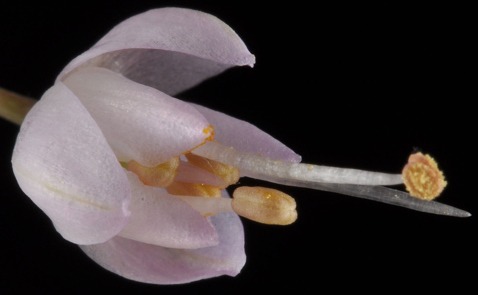 Flora of Eastern Washington Image: Allium cernuum