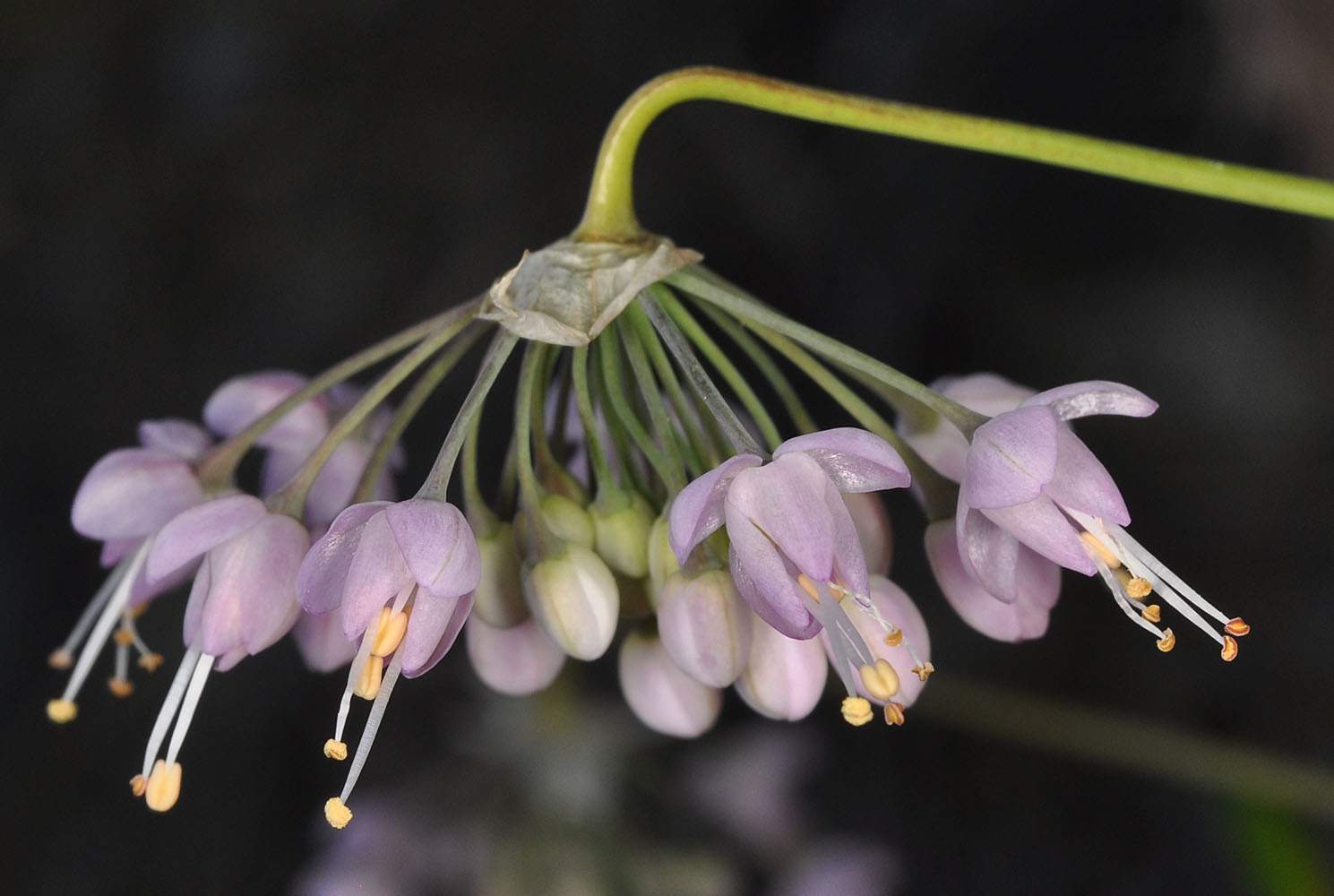 Flora of Eastern Washington Image: Allium cernuum