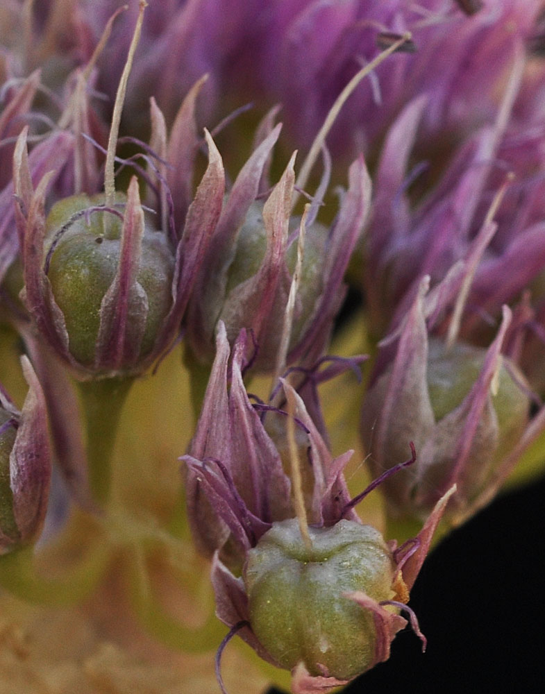 Flora of Eastern Washington Image: Allium constrictum