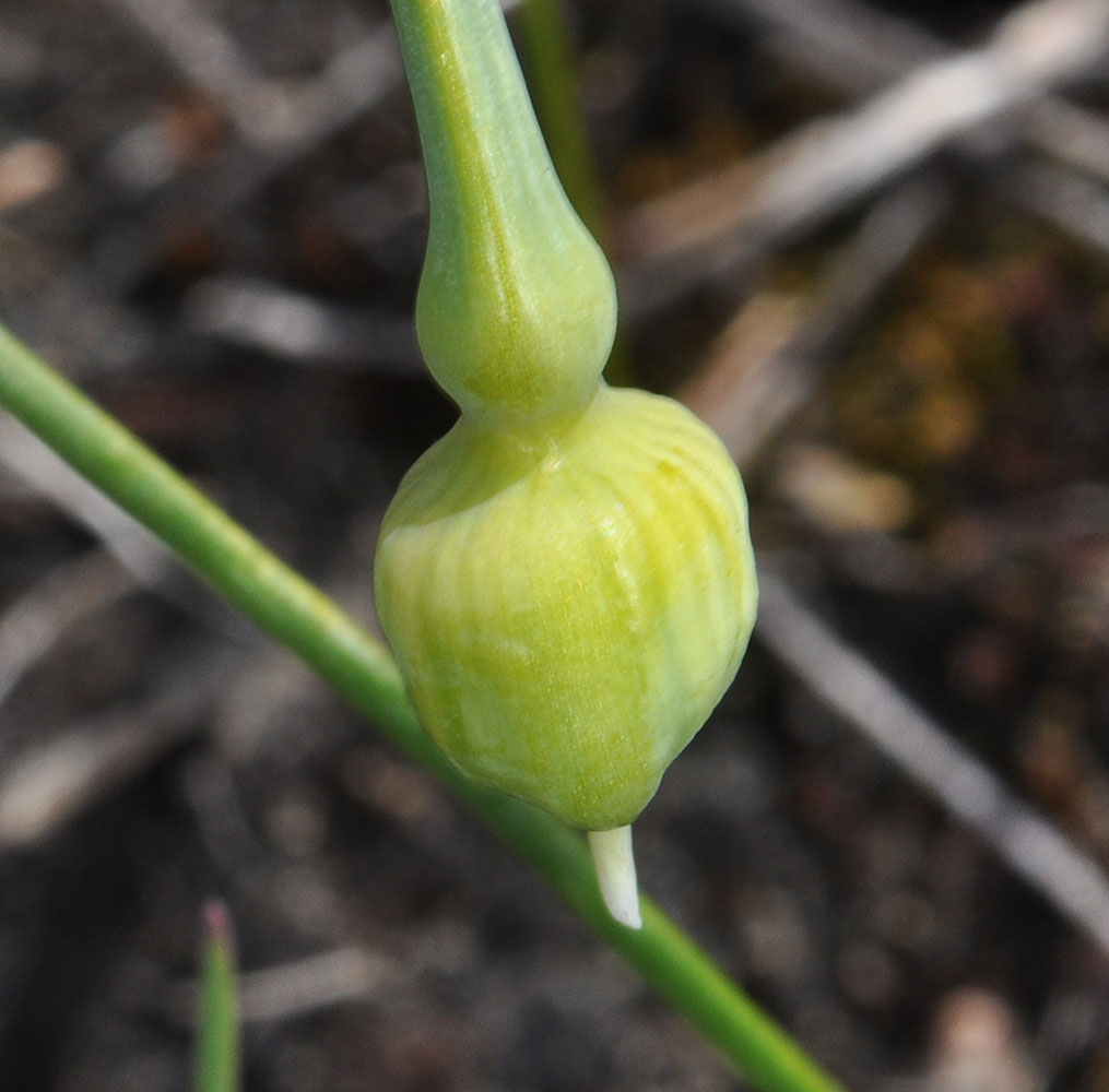 Flora of Eastern Washington Image: Allium constrictum