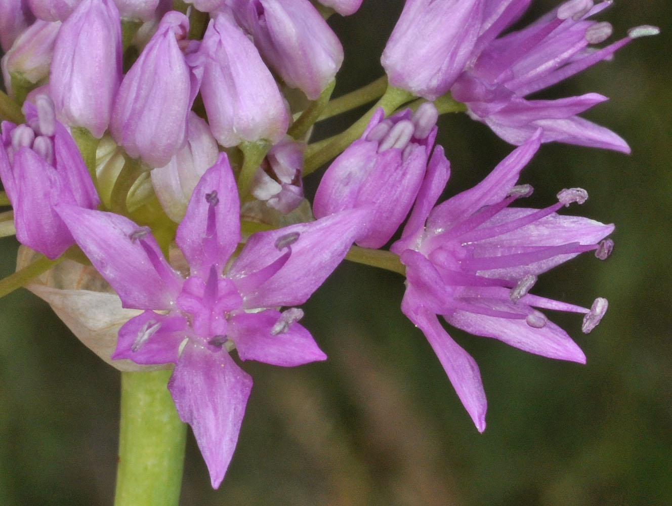 Flora of Eastern Washington Image: Allium columbianum