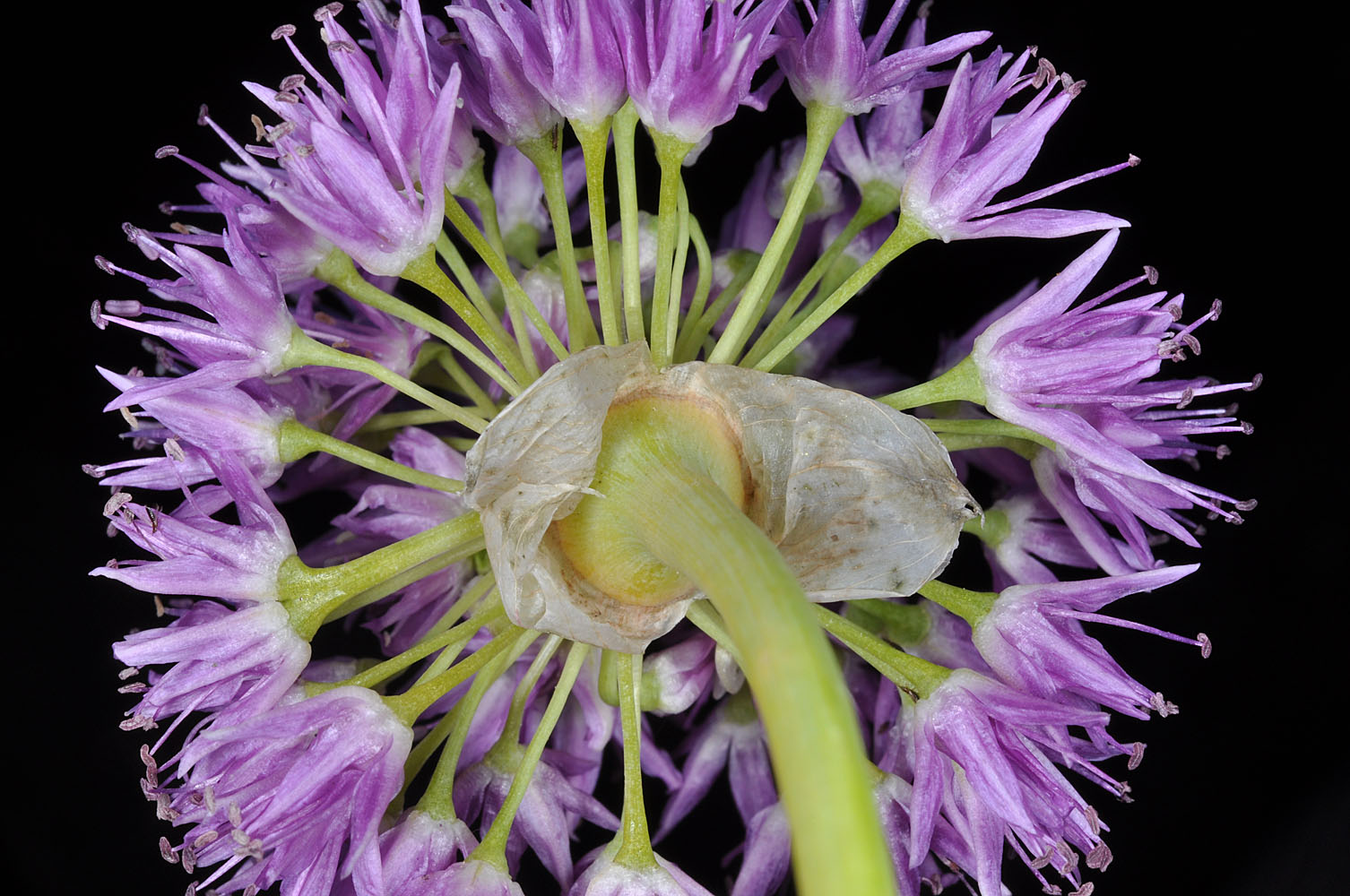 Flora of Eastern Washington Image: Allium columbianum