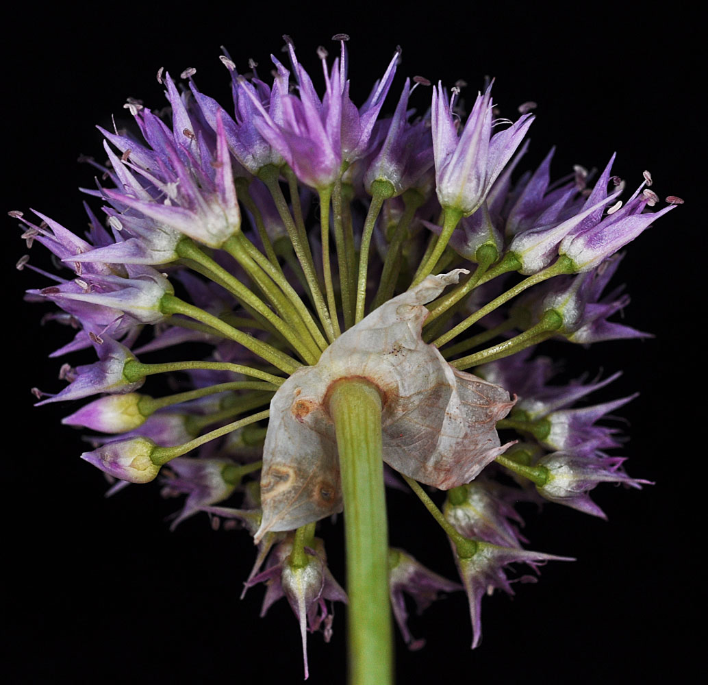 Flora of Eastern Washington Image: Allium douglasii