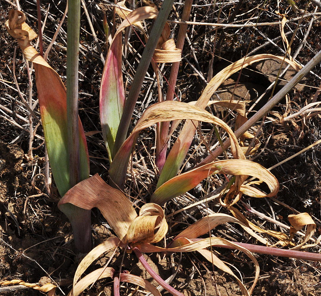 Flora of Eastern Washington Image: Allium douglasii