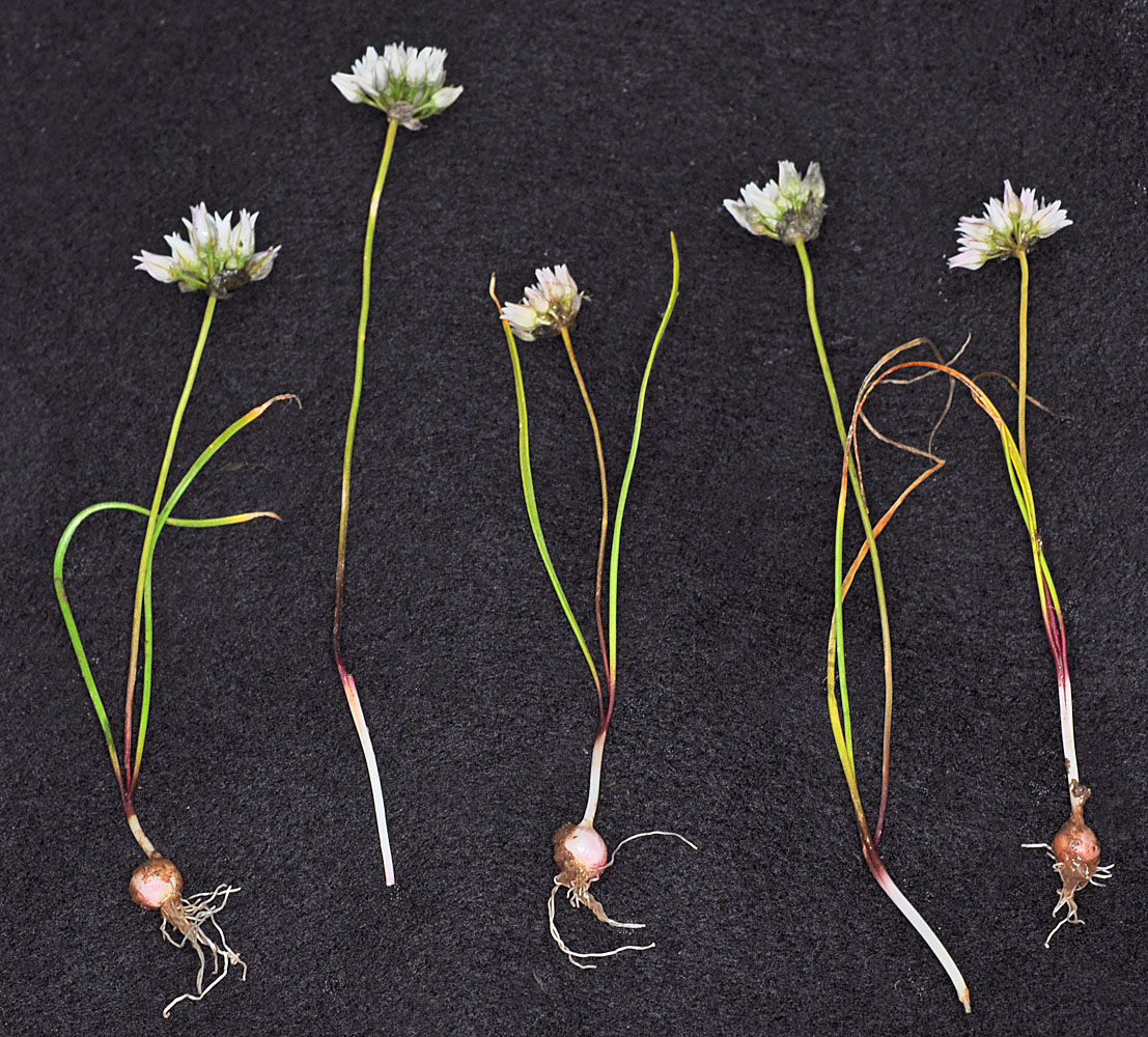 Flora of Eastern Washington Image: Allium fibrillum