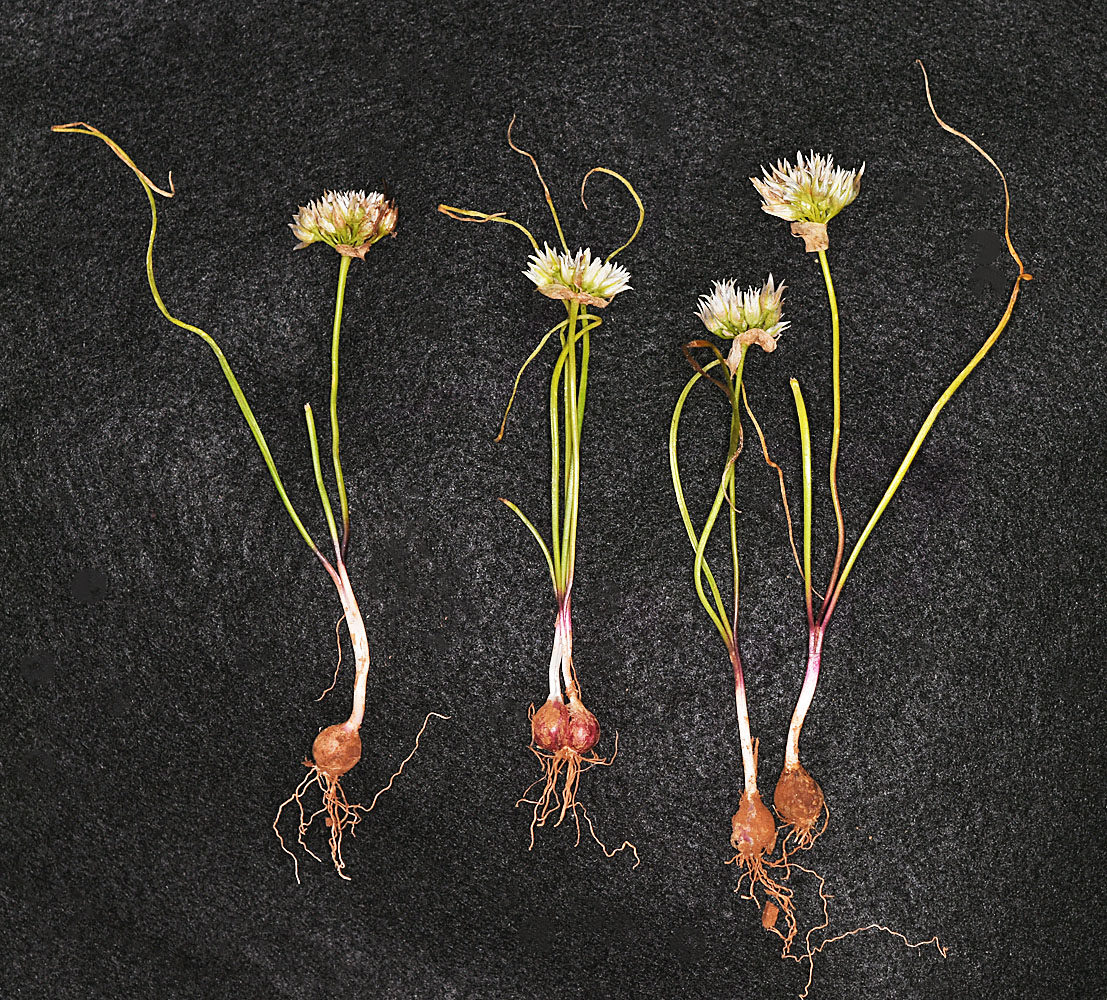 Flora of Eastern Washington Image: Allium fibrillum