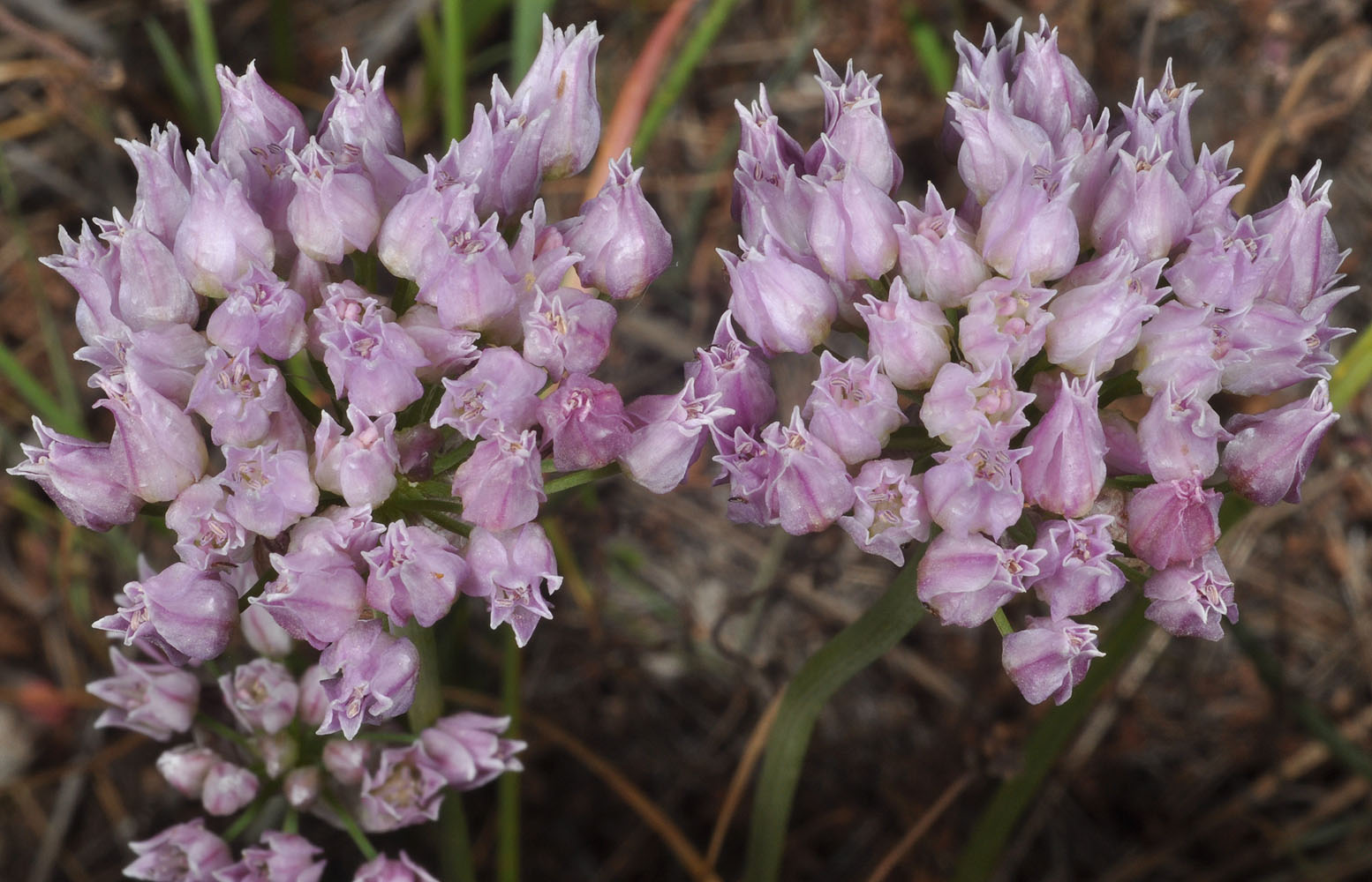 Flora of Eastern Washington Image: Allium geyeri