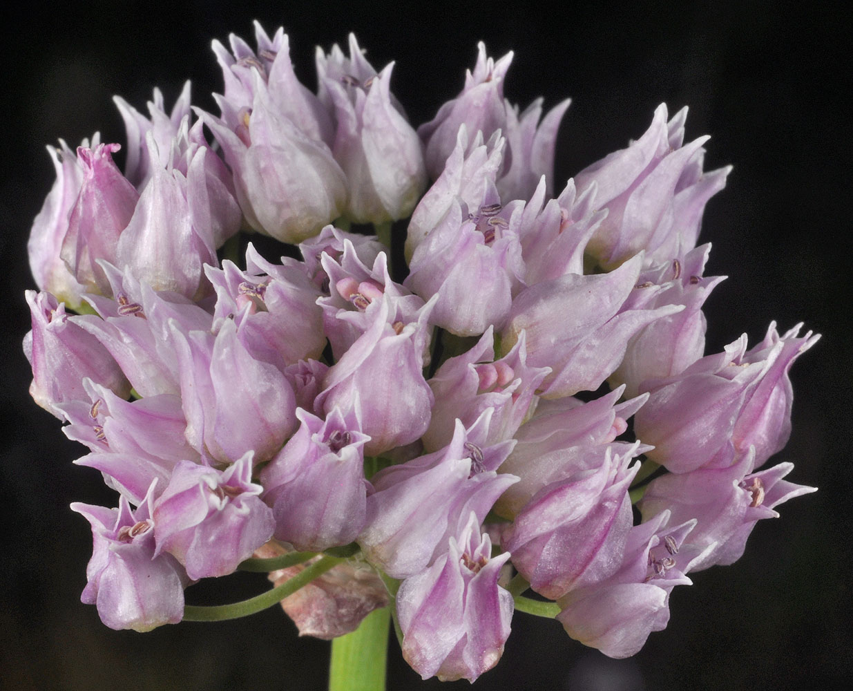 Flora of Eastern Washington Image: Allium geyeri