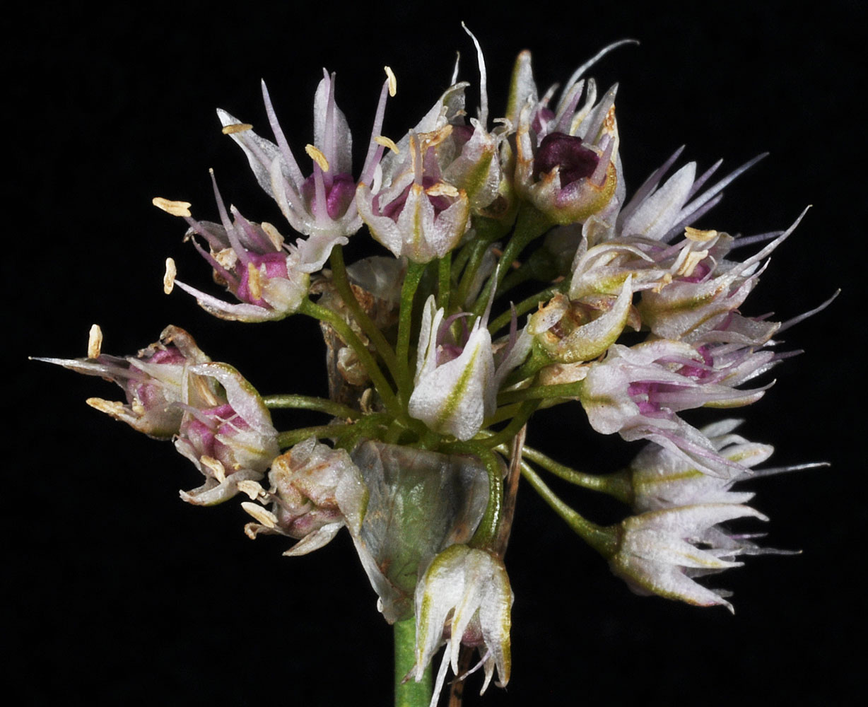 Flora of Eastern Washington Image: Allium macrum