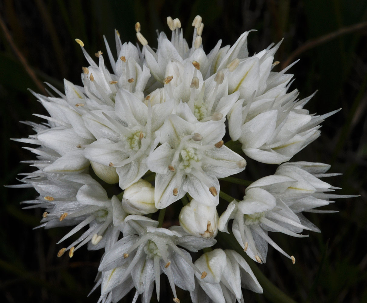 Flora of Eastern Washington Image: Allium nevii