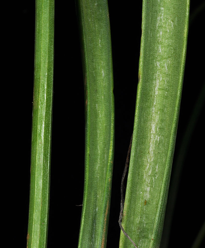 Flora of Eastern Washington Image: Allium nevii
