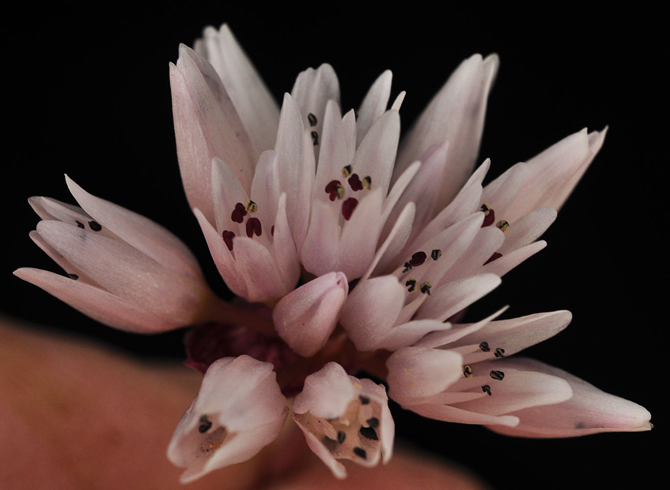 Flora of Eastern Washington Image: Allium robinsonii