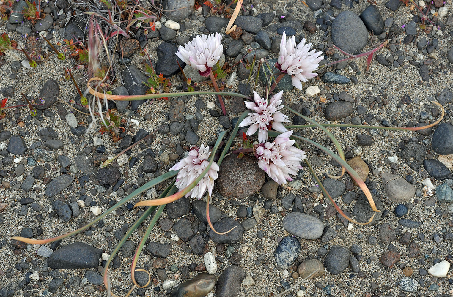 Flora of Eastern Washington Image: Allium robinsonii