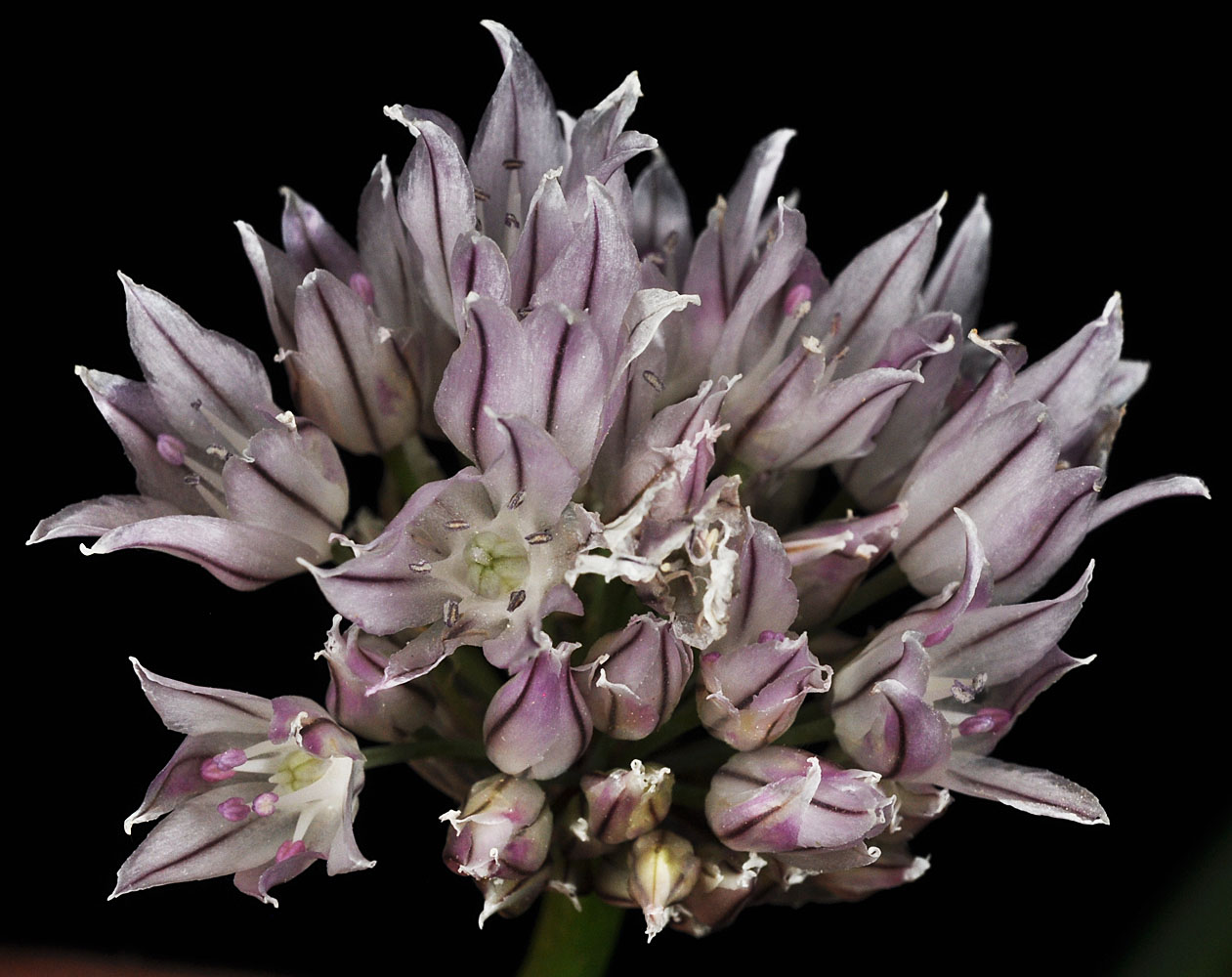 Flora of Eastern Washington Image: Allium schoenoprasum
