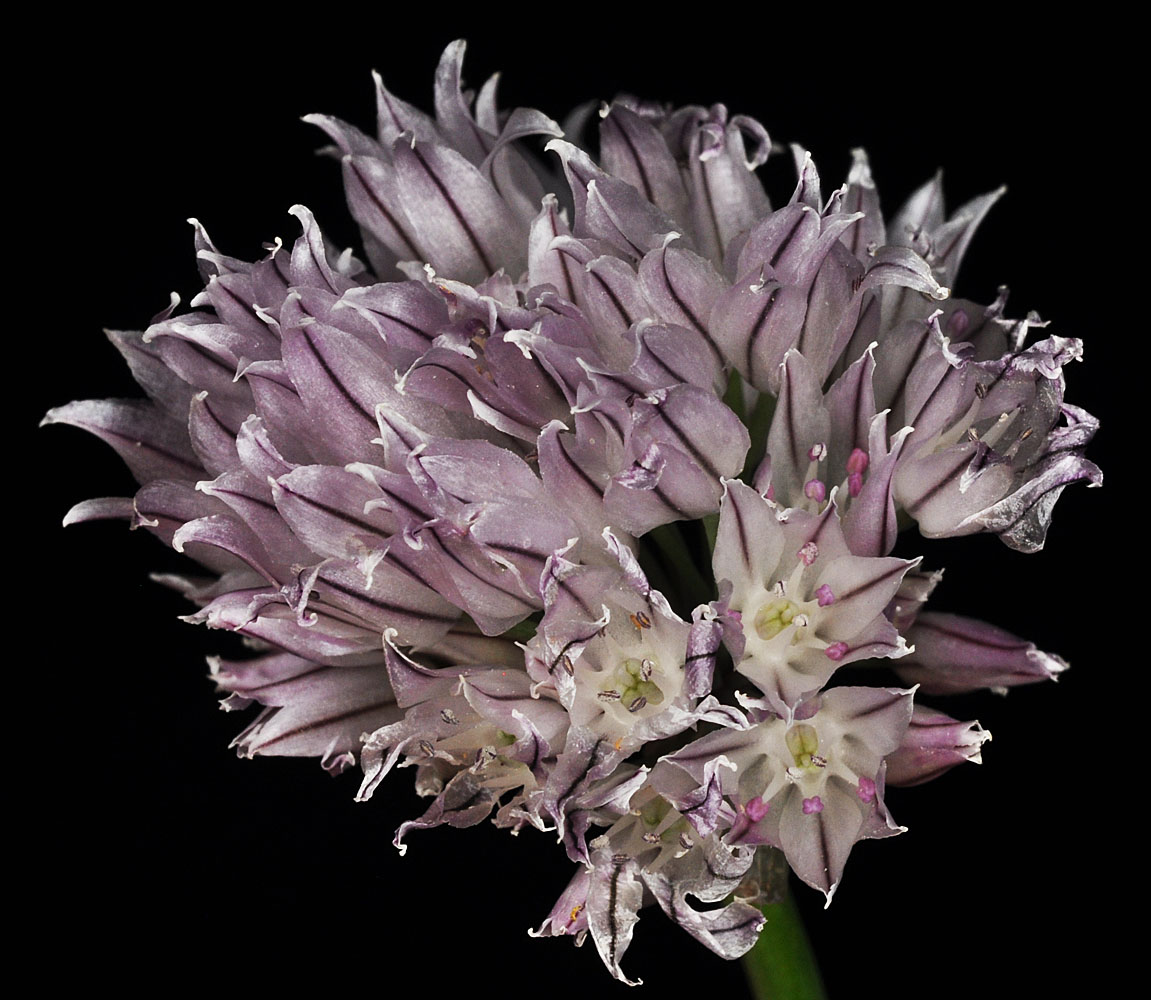 Flora of Eastern Washington Image: Allium schoenoprasum