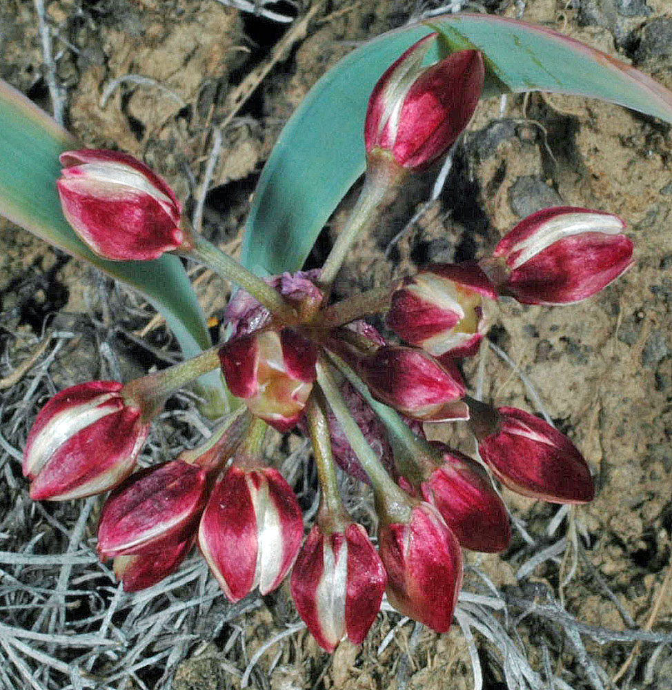 Flora of Eastern Washington Image: Allium scilloides
