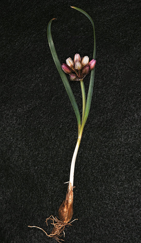 Flora of Eastern Washington Image: Allium scilloides
