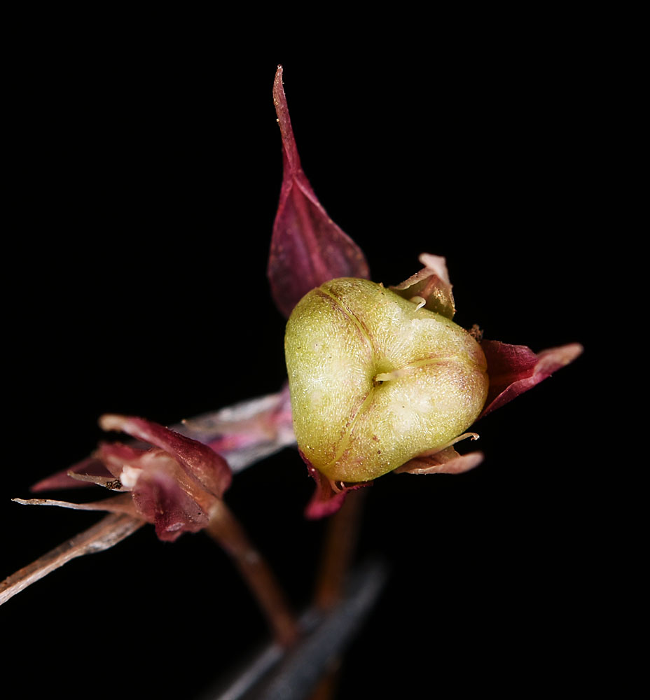 Flora of Eastern Washington Image: Allium tolmiei