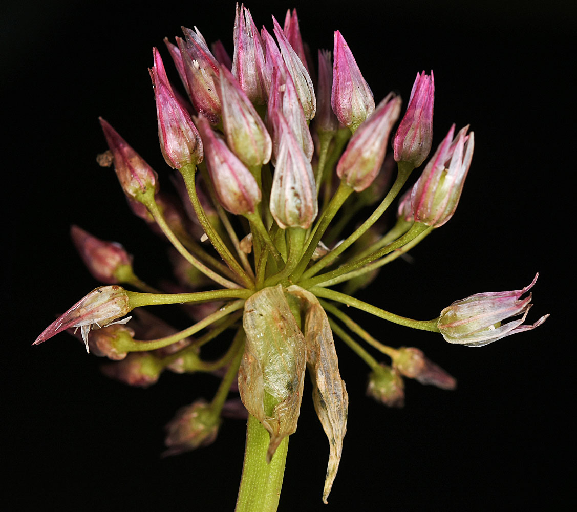 Flora of Eastern Washington Image: Allium tolmiei
