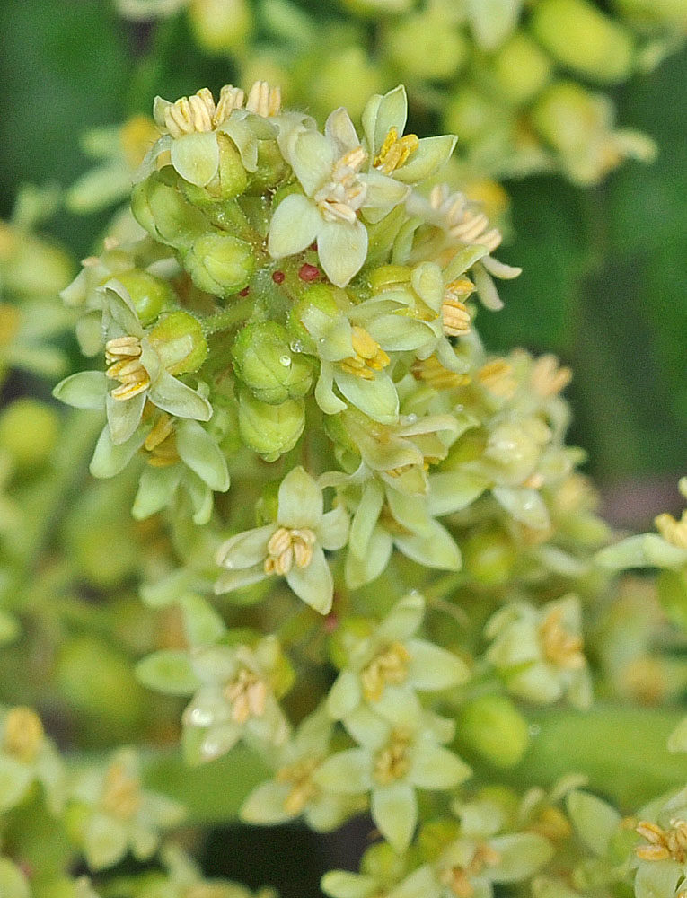 Flora of Eastern Washington Image: Rhus glabra
