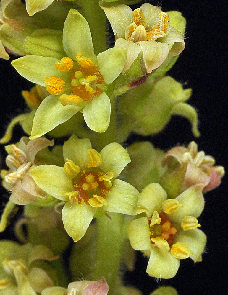 Flora of Eastern Washington Image: Rhus glabra