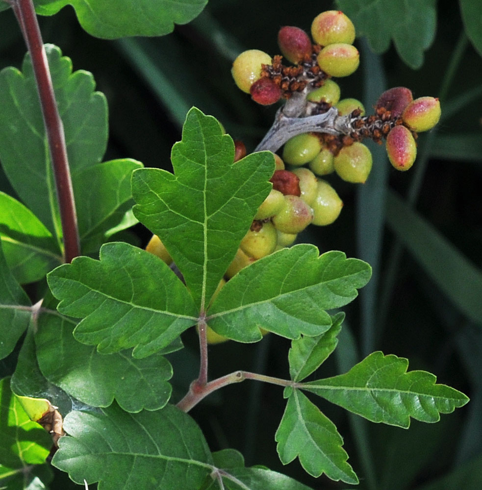 Flora of Eastern Washington Image: Rhus aromatica