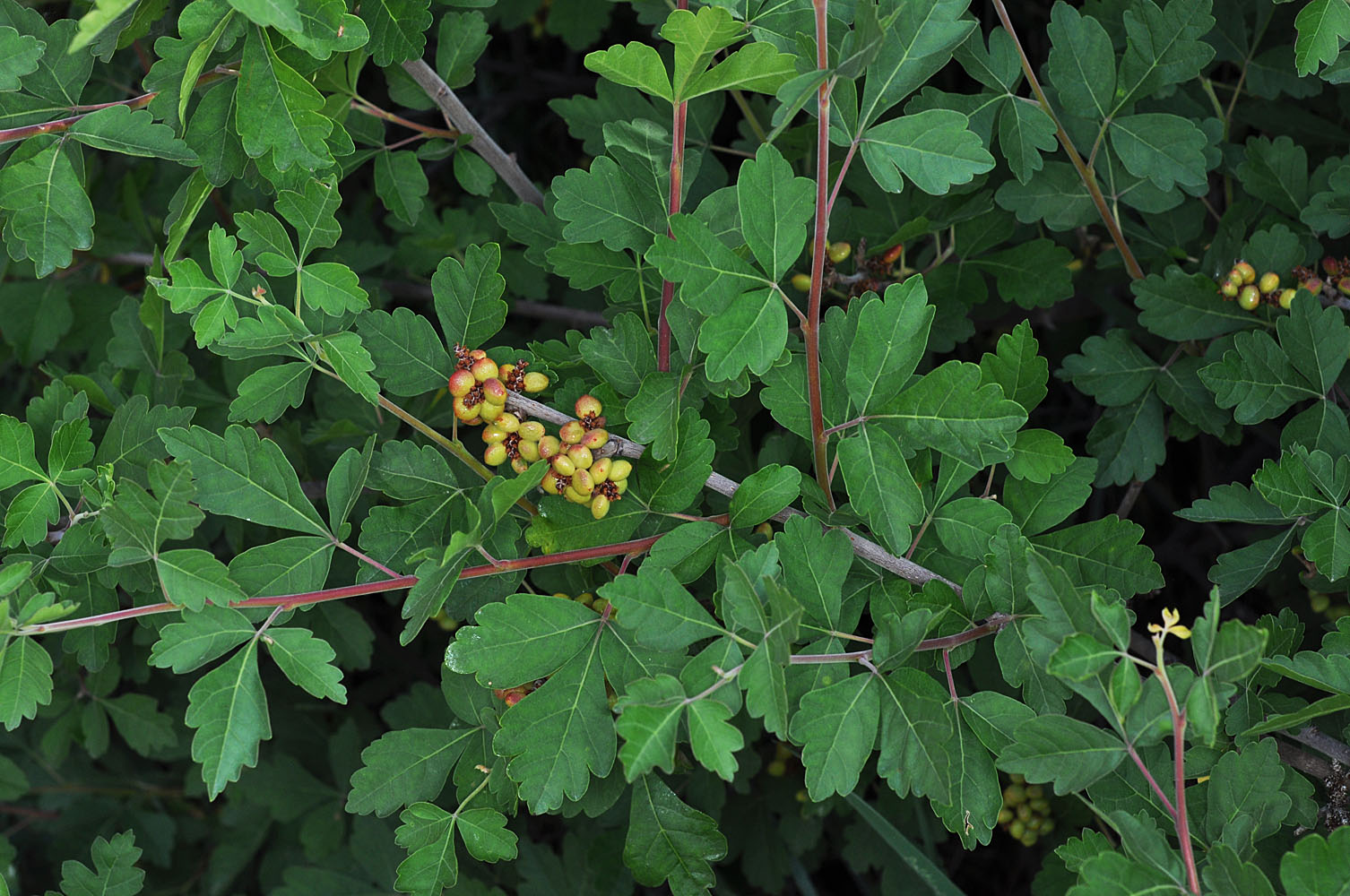 Flora of Eastern Washington Image: Rhus aromatica