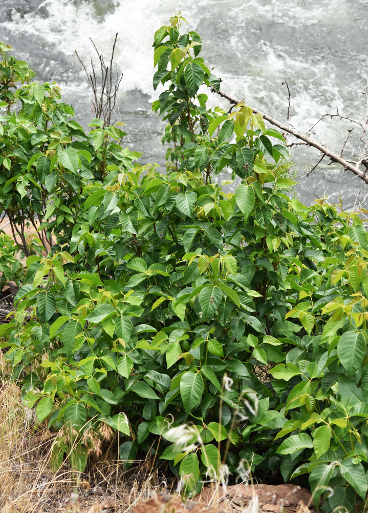 Flora of Eastern Washington Image: Toxicodendron radicans