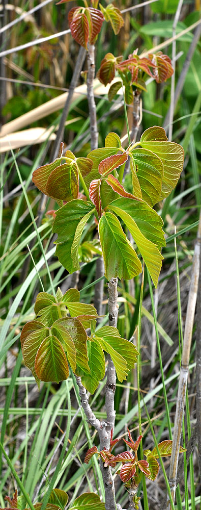 Flora of Eastern Washington Image: Toxicodendron rydbergii