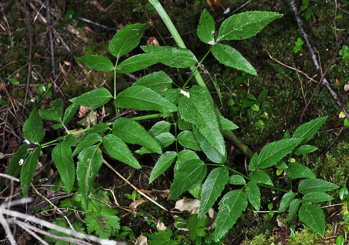 Flora of Eastern Washington Image: Angelica arguta