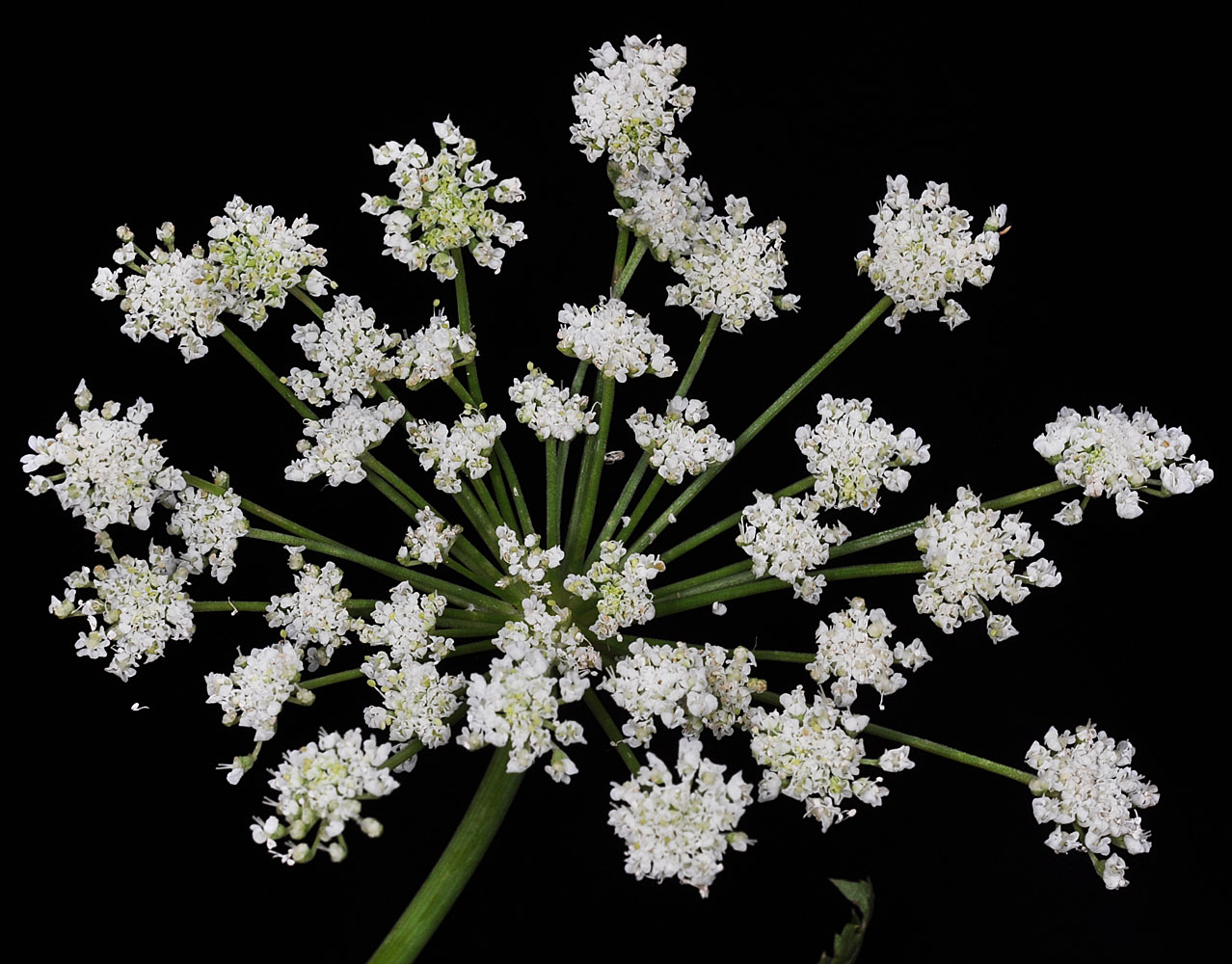 Flora of Eastern Washington Image: Angelica arguta