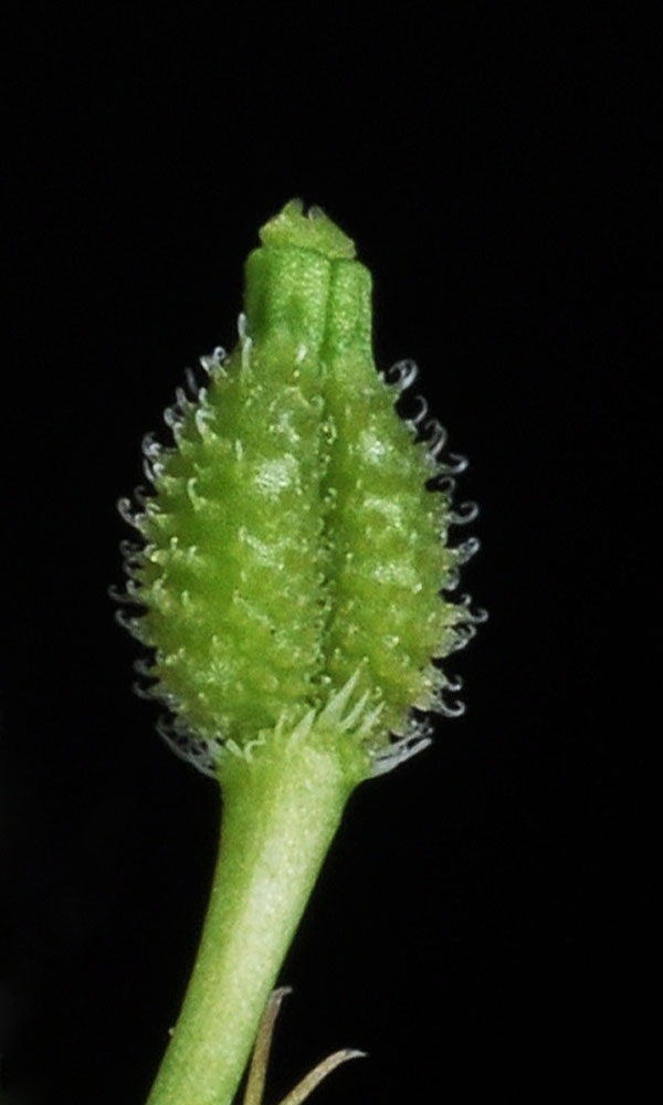Flora of Eastern Washington Image: Anthriscus caucalis