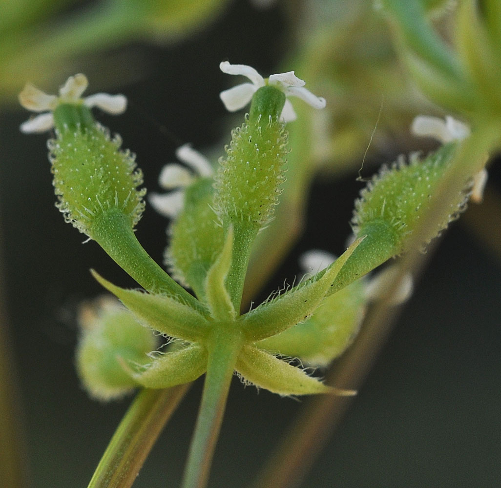 Flora of Eastern Washington Image: Anthriscus caucalis