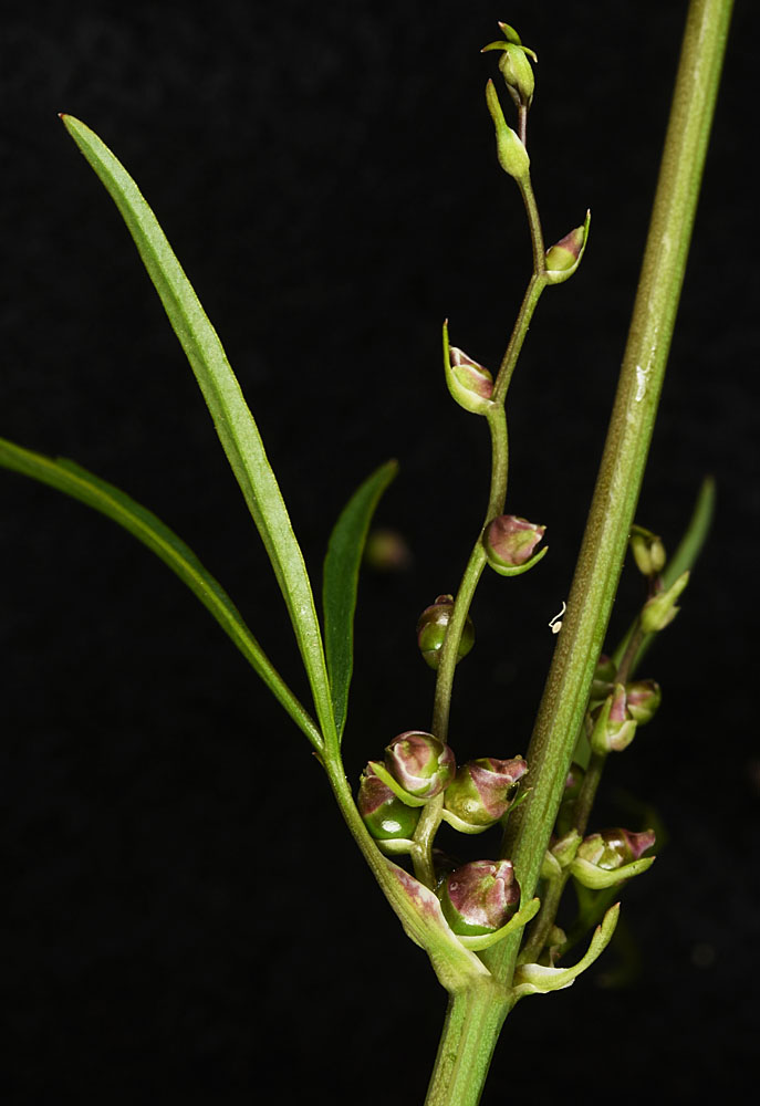 Flora of Eastern Washington Image: Cicuta bulbifera